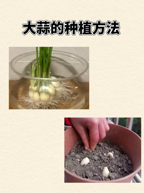 北京春季大蒜种植技术要点有哪些？-图1