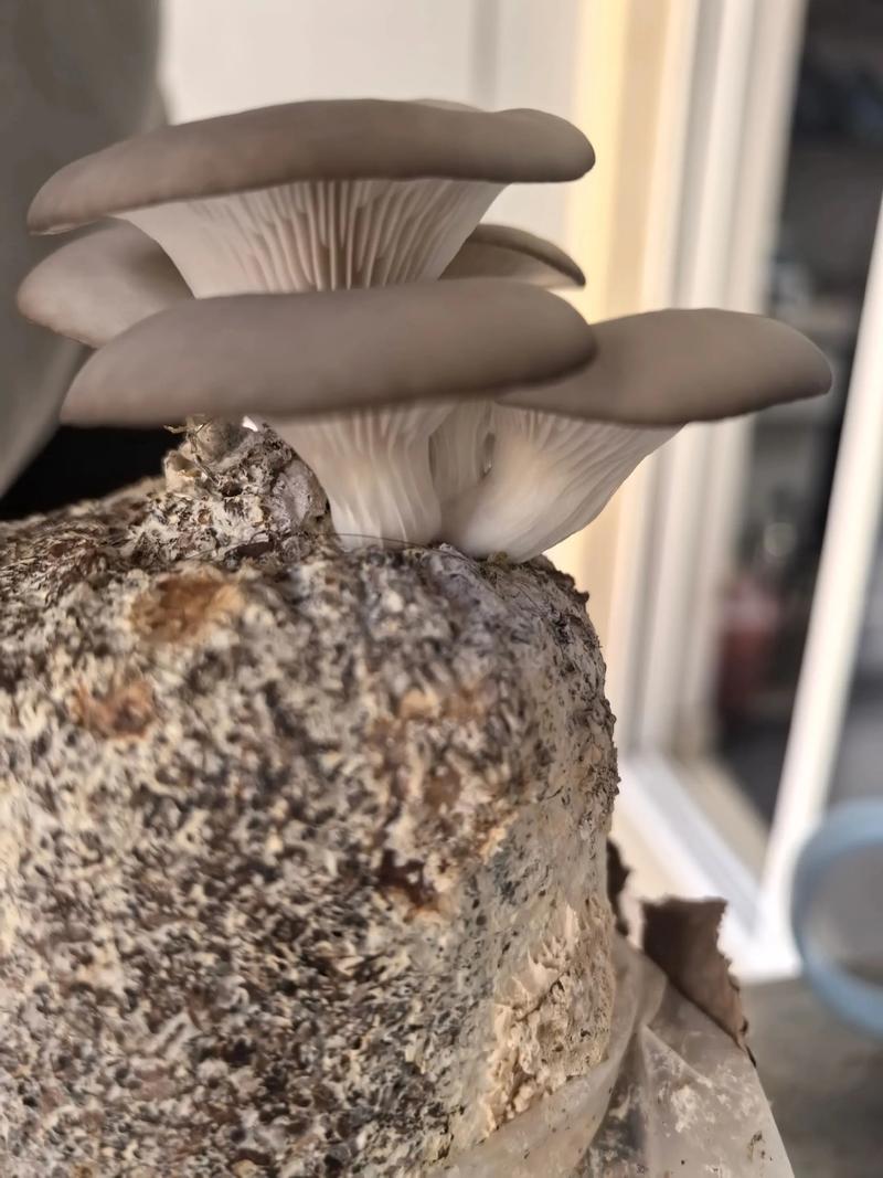 家里怎么种蘑菇？技术要点有哪些？-图1