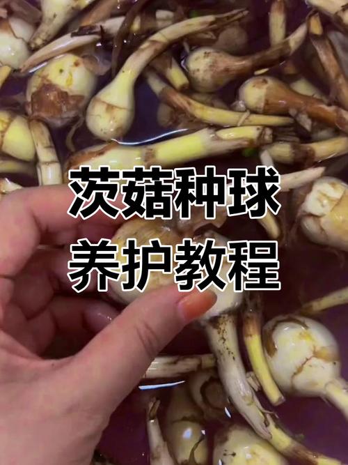 家里怎么种蘑菇？技术要点有哪些？-图2