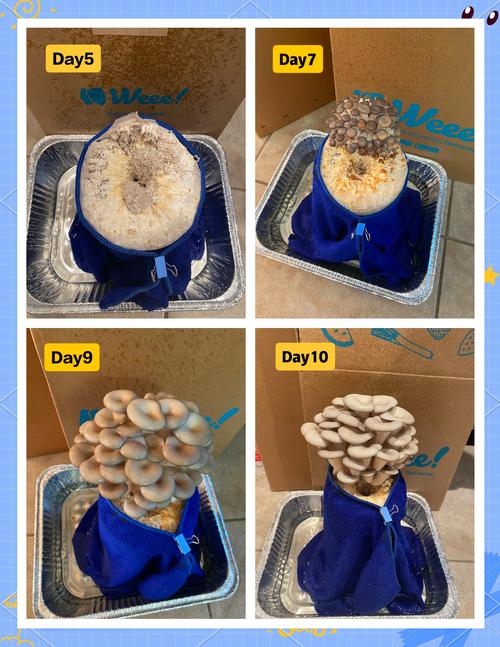 家里怎么种蘑菇？技术要点有哪些？-图3