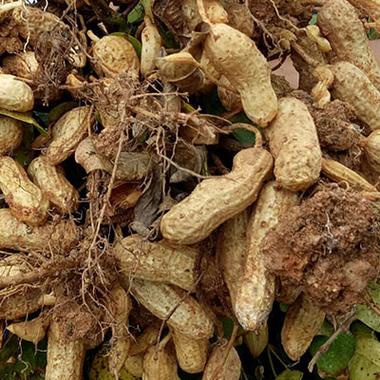 2025年内黄花生价格会涨还是跌？-图3