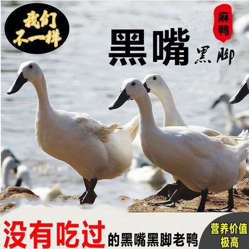 黑嘴鸭有哪些常见品种?-图1 黑嘴鸭有哪些常见品种?-图1