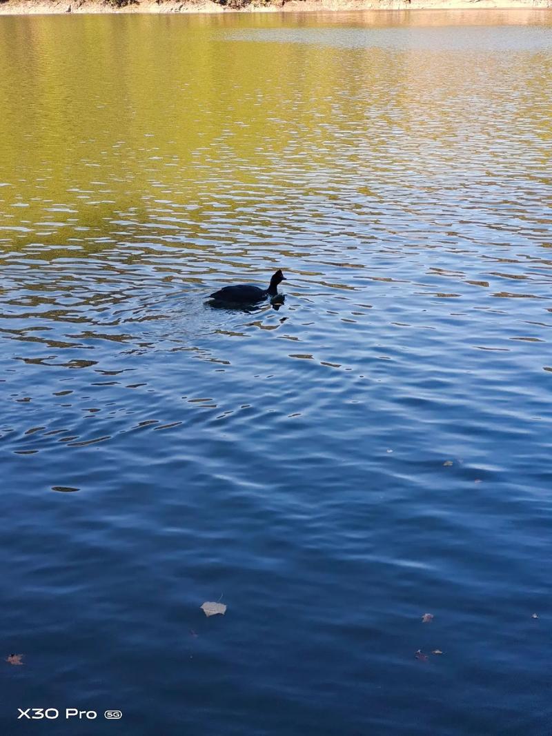 黑嘴鸭有哪些常见品种?-图3 黑嘴鸭有哪些常见品种?-图3