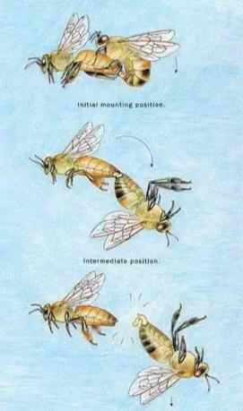 蜂王人工自然交配技术如何实现?-图1 蜂王人工自然交配技术如何实现?-图1