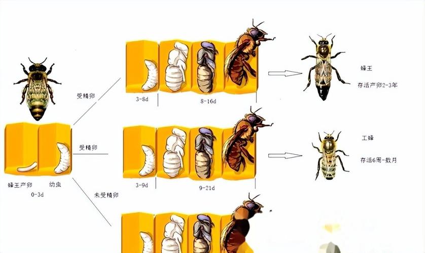 蜂王人工自然交配技术如何实现?-图2 蜂王人工自然交配技术如何实现?-图2