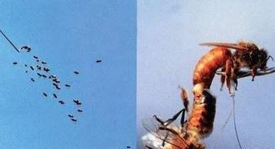 蜂王人工自然交配技术如何实现?-图3 蜂王人工自然交配技术如何实现?-图3