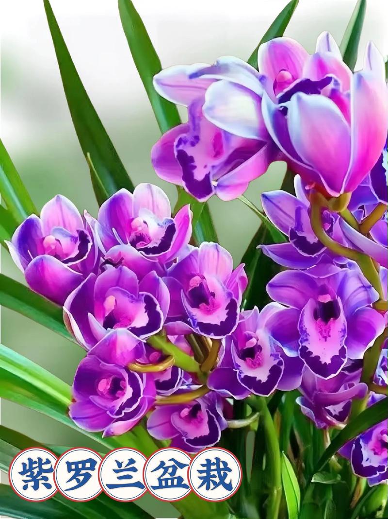 紫罗兰不同品种花期有何差异？-图2