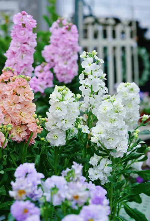 紫罗兰不同品种花期有何差异？-图1