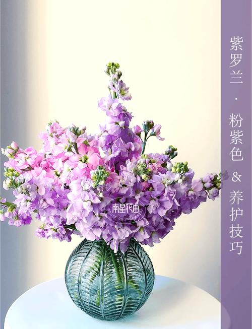 紫罗兰不同品种花期有何差异？-图3