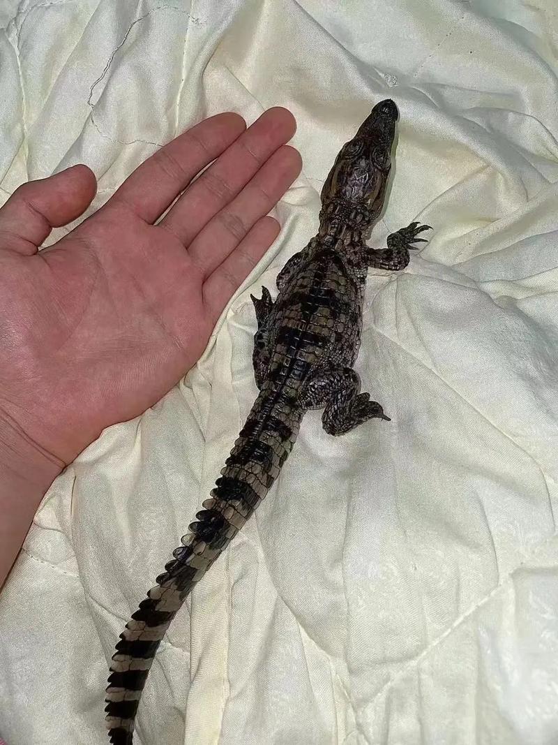 鳄鱼养殖选什么品种最合适?-图1 鳄鱼养殖选什么品种最合适?-图1