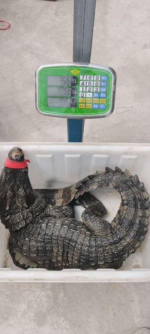 鳄鱼养殖选什么品种最合适?-图2 鳄鱼养殖选什么品种最合适?-图2