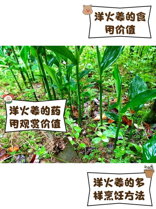 洋姜怎么种?视频教你种出好洋姜!-图2 洋姜怎么种?视频教你种出好洋姜!-图2