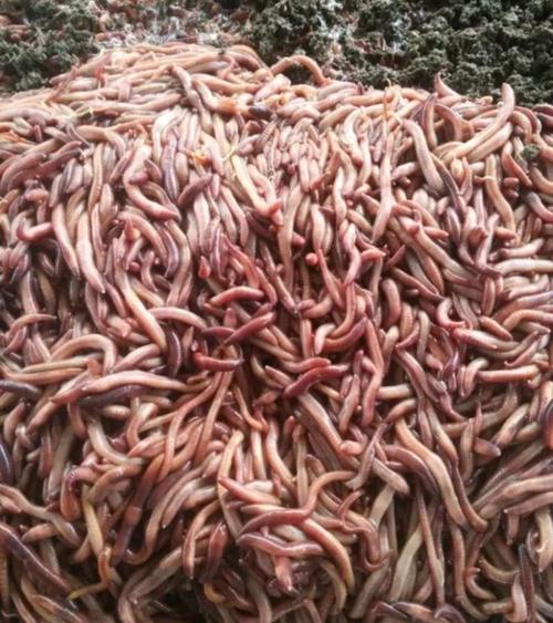 南宁收购蚯蚓价格现在多少？-图1