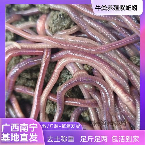 南宁收购蚯蚓价格现在多少？-图2