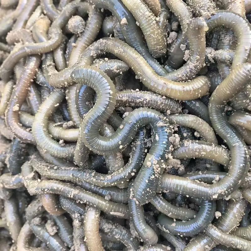 南宁收购蚯蚓价格现在多少？-图3