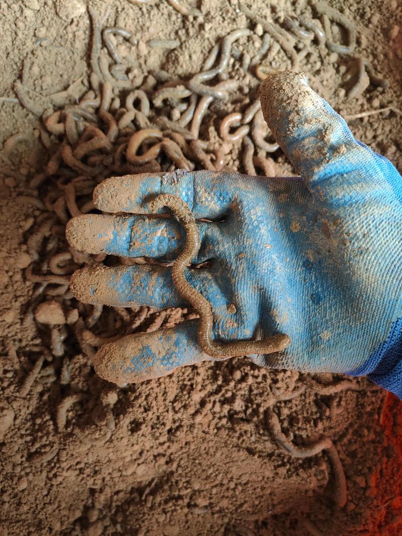 养殖蚯蚓品种怎么选？-图2