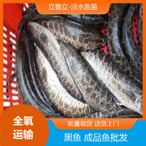 人工黑鱼养殖技术视频有哪些要点？-图3