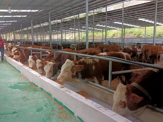 农村养牛技术视频，新手能学会吗？-图1