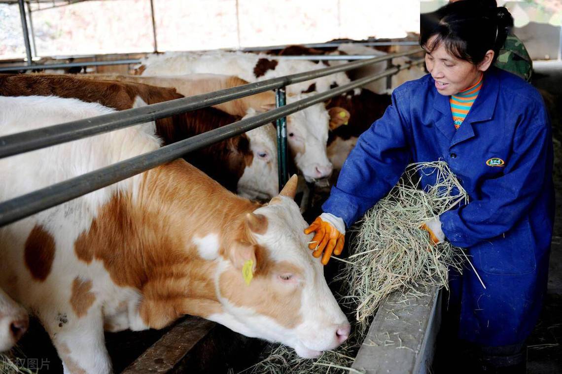 农村养牛技术视频，新手能学会吗？-图3