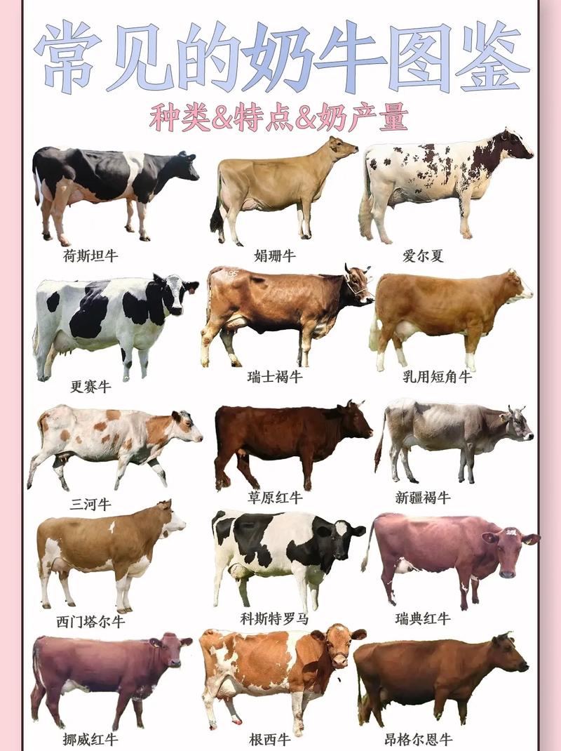 哪种牛品种最好？图片大全帮你选。-图1