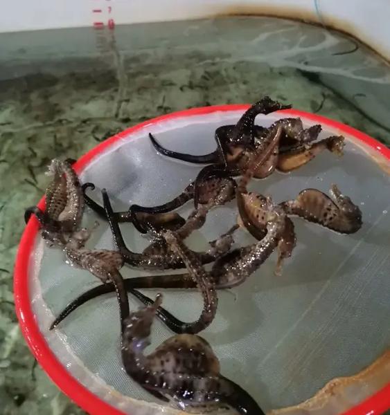 海马养殖技术视频全集有哪些要点？-图2