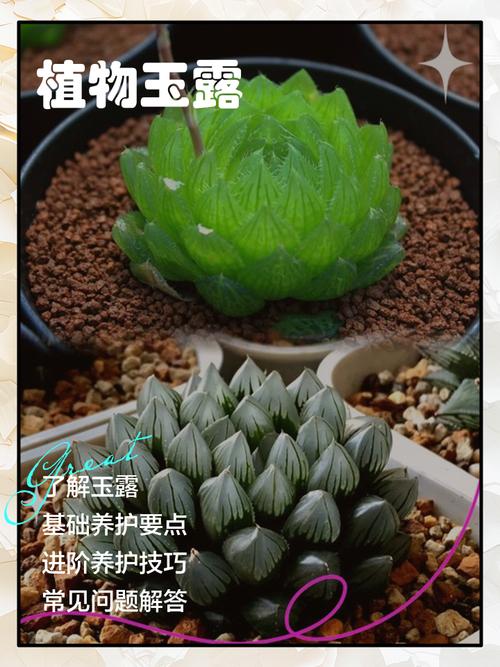 玉露品种有哪些？图片怎么区分？-图1