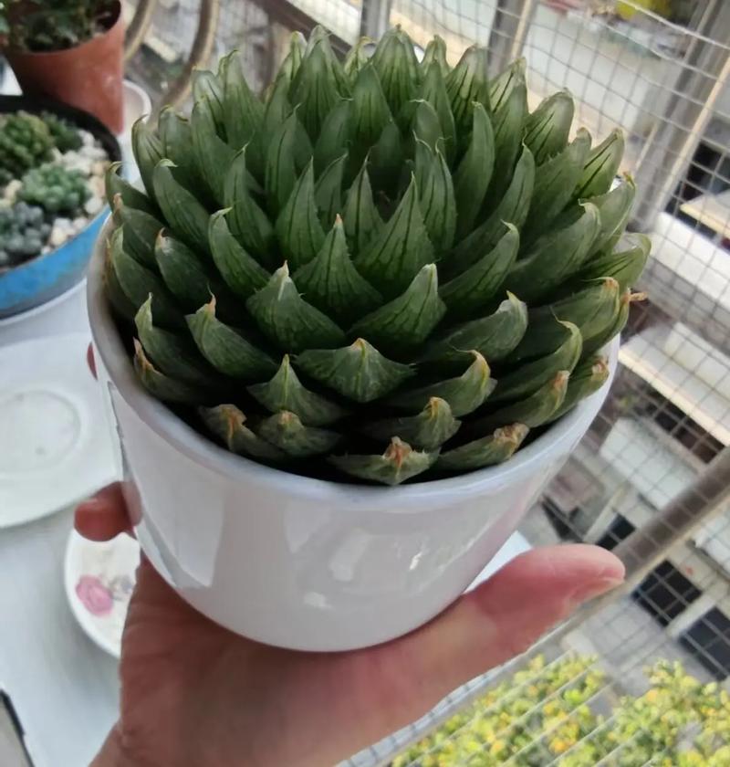 玉露品种有哪些？图片怎么区分？-图2