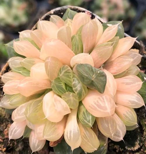 玉露品种有哪些？图片怎么区分？-图3