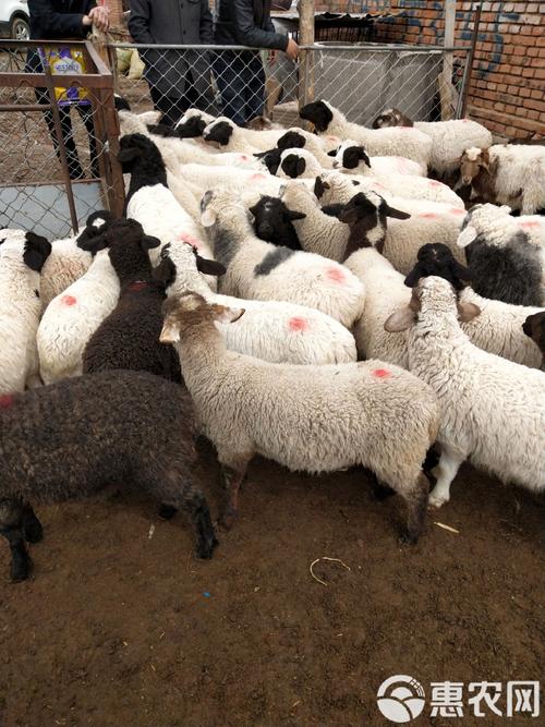 杂交羊肉口感差异大吗？-图1