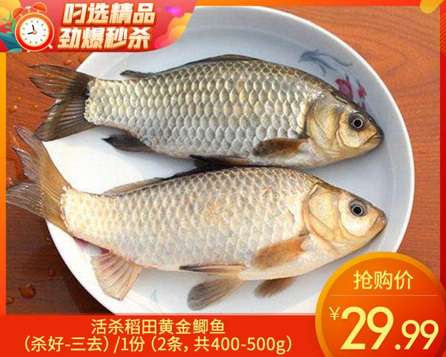 黄金鲫鱼夏花养殖关键要点有哪些？-图1