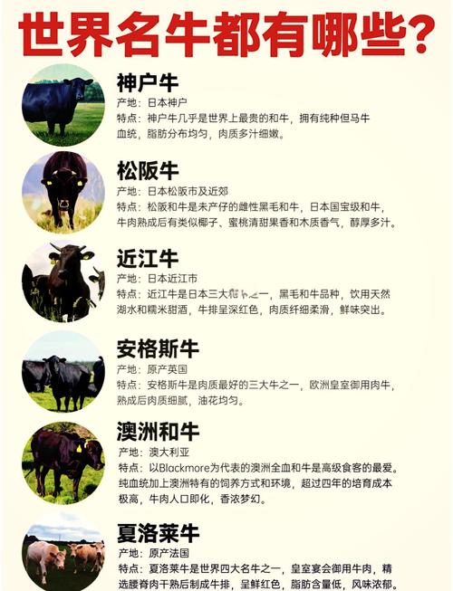 肉牛品种改良成效如何？优化方向在哪？-图1