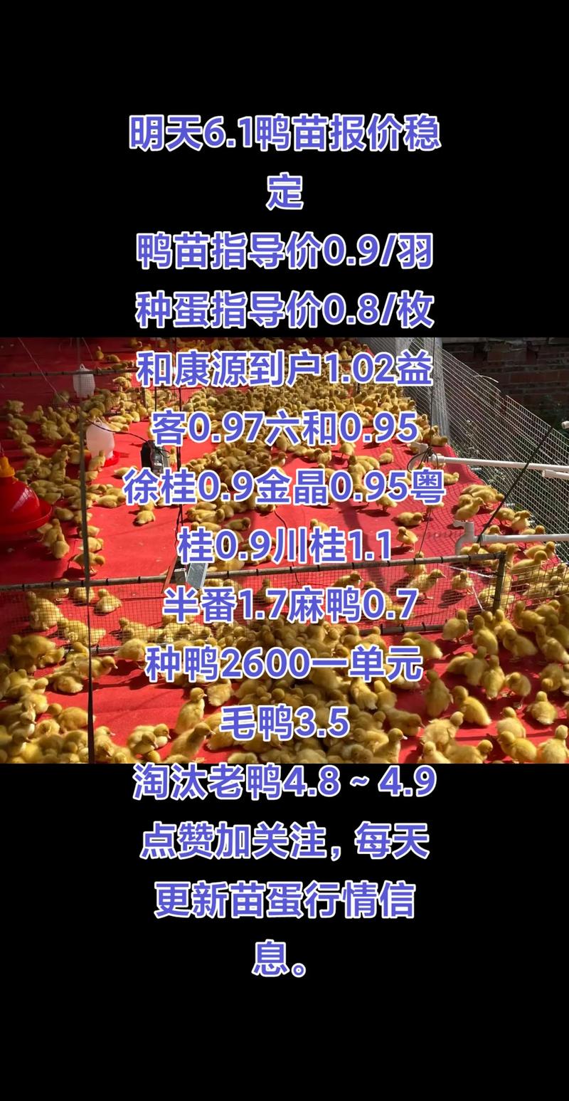 2025广西蛋鸭价格会涨还是跌？-图3