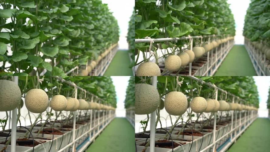日本甜瓜种植技术视频，核心技巧有哪些？-图2