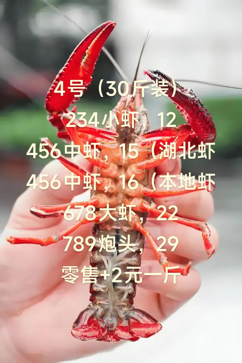 2025龙虾价格会涨还是跌？-图3