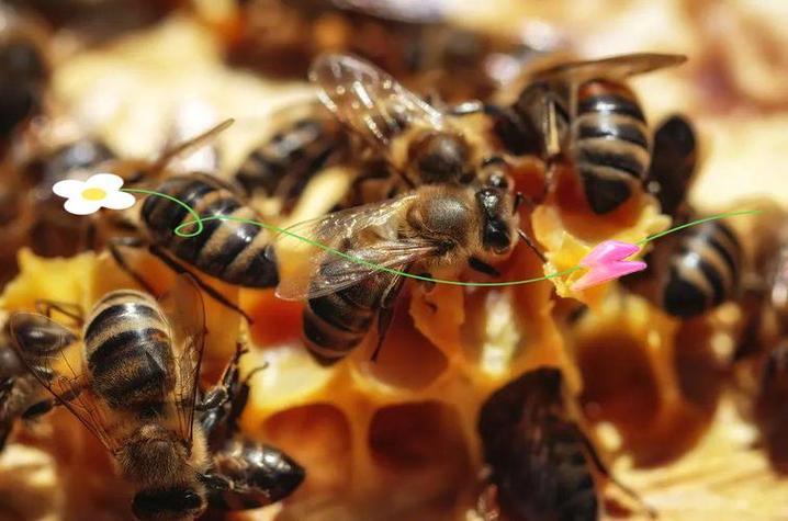 开封夏季蜜蜂咋管理？-图1