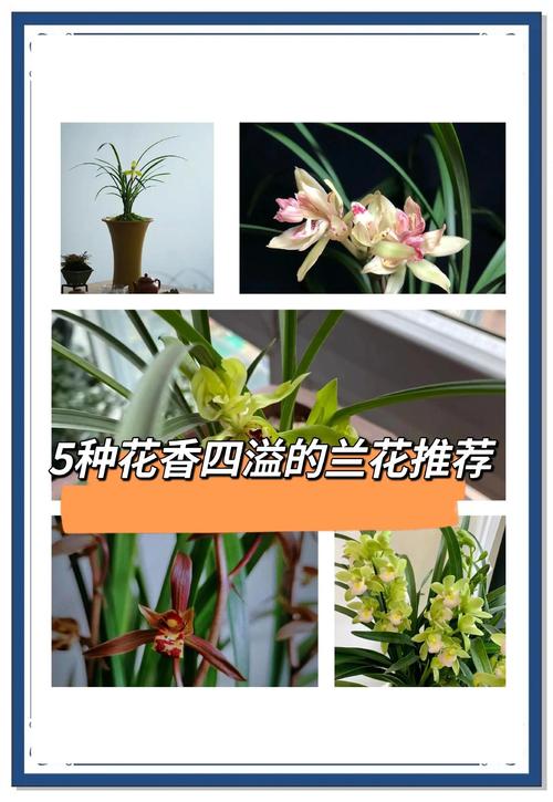 怎样从外观看兰花品种-图2 怎样从外观看兰花品种-图2