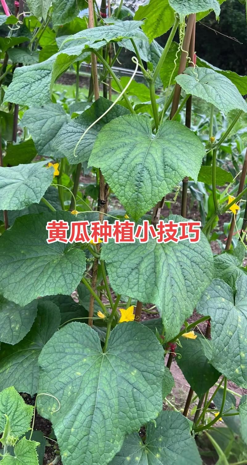 黄瓜大棚种植技术图文，如何掌握关键要点？-图1