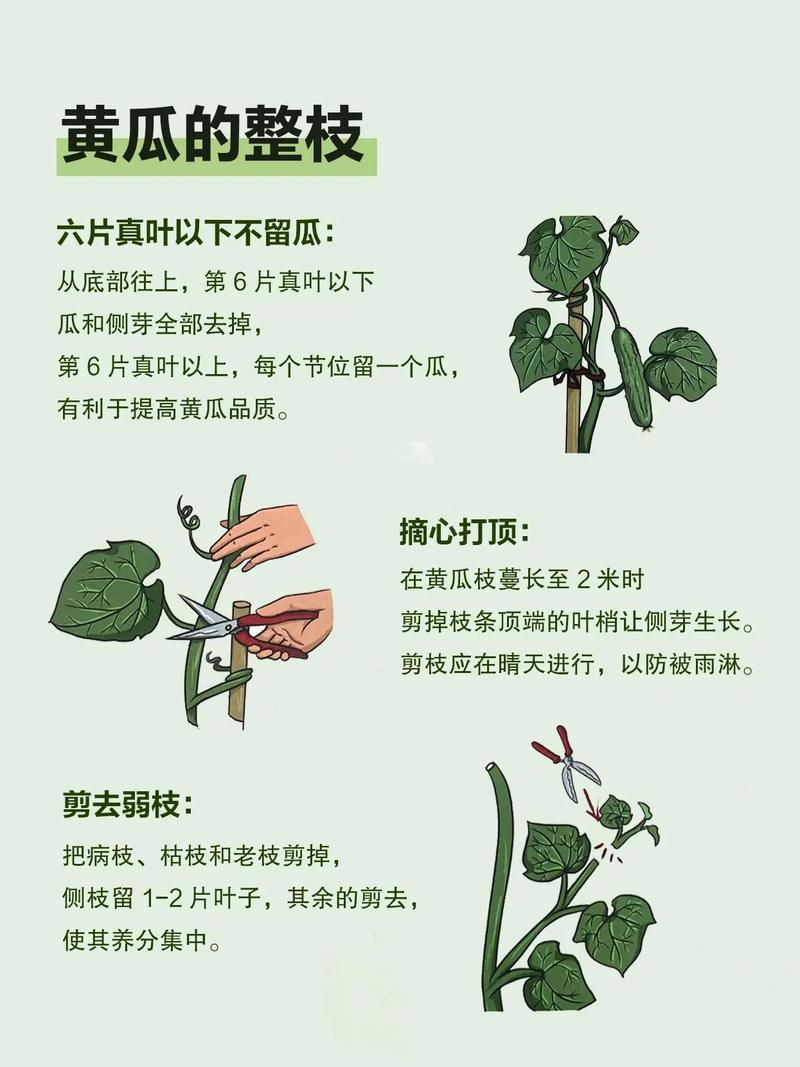 黄瓜大棚种植技术图文，如何掌握关键要点？-图2