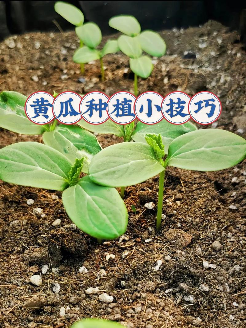 黄瓜大棚种植技术图文，如何掌握关键要点？-图3