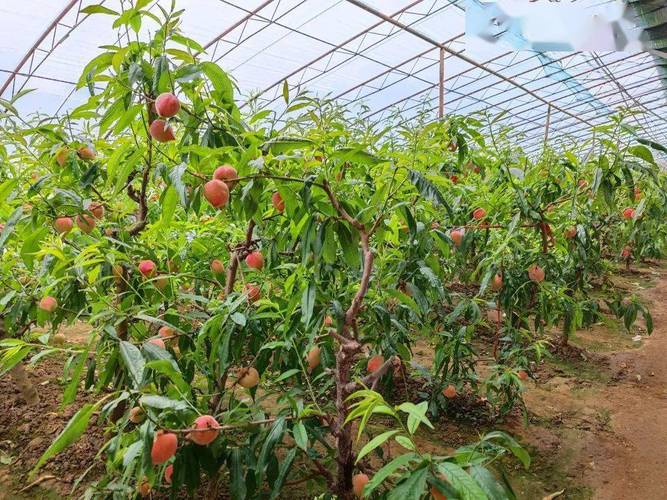 大棚种桃树选什么品种好？-图1