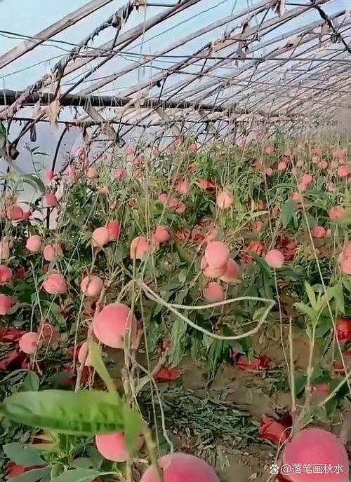 大棚种桃树选什么品种好？-图3