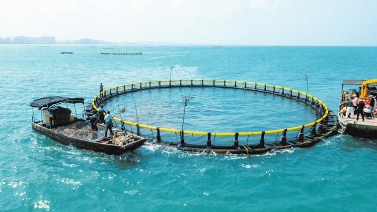 深海网箱养殖技术现状如何？-图2