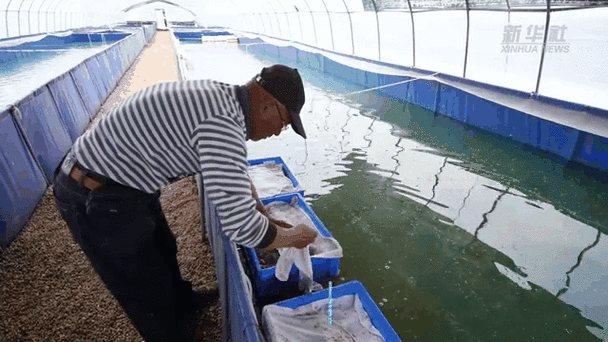 江苏水蛭养殖技术基地有何核心优势?-图3 江苏水蛭养殖技术基地有何核心优势?-图3