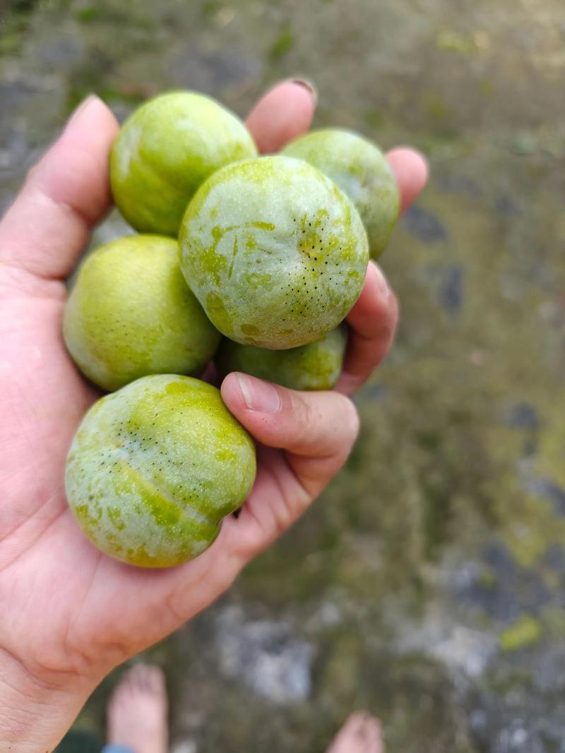 哪种李子成熟最早？-图1