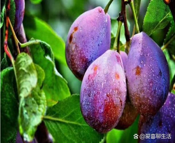 哪种李子成熟最早？-图2