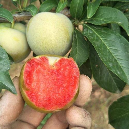 哪种李子成熟最早？-图3