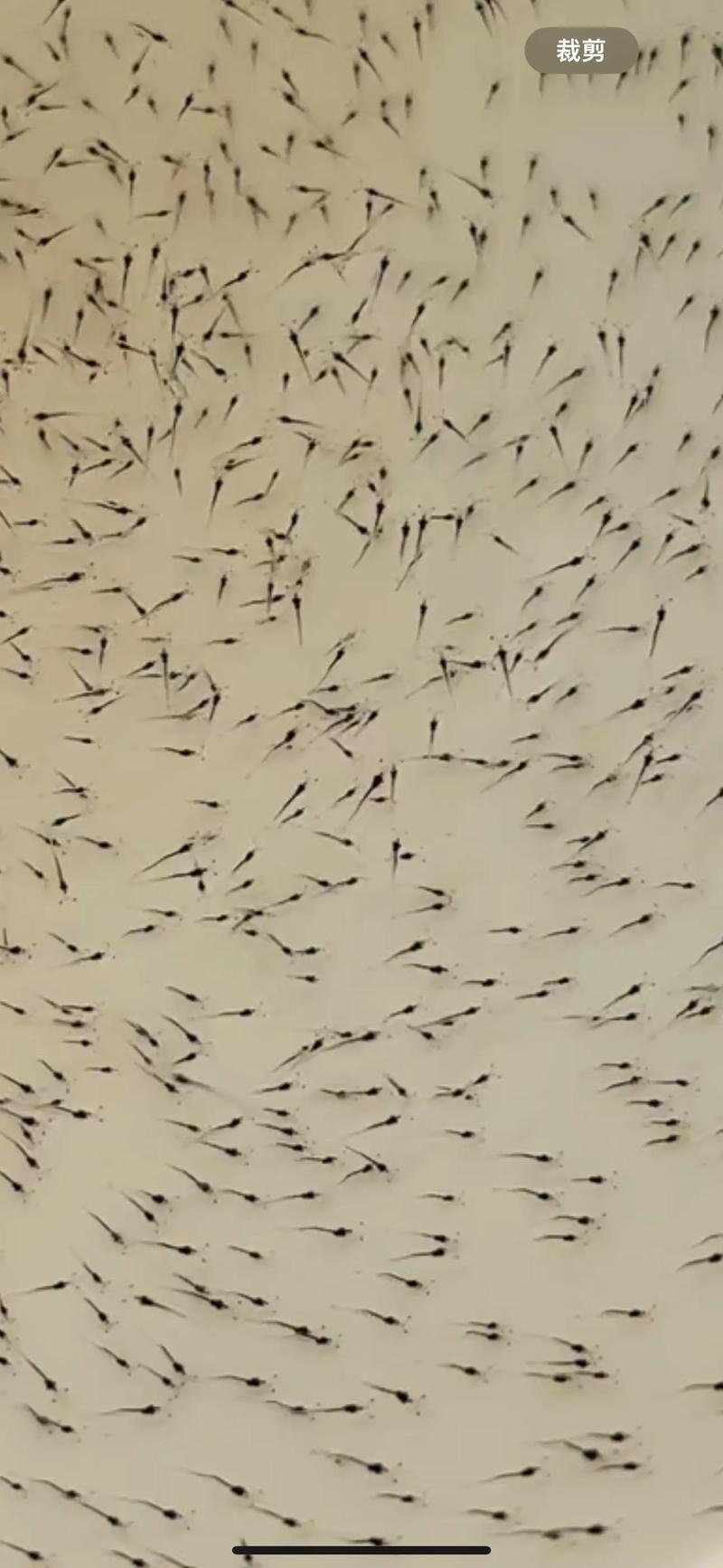 粤海虾苗是什么品种？-图1