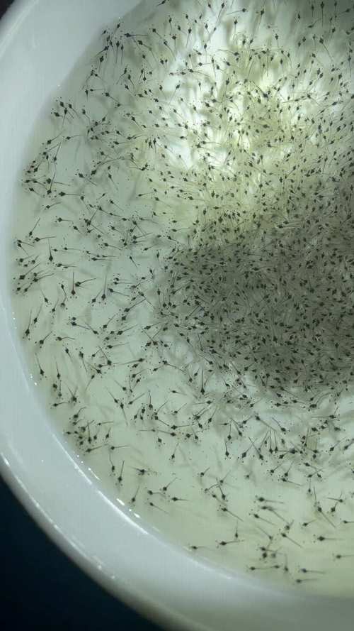 粤海虾苗是什么品种？-图2