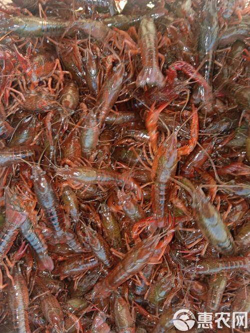 粤海虾苗是什么品种？-图3