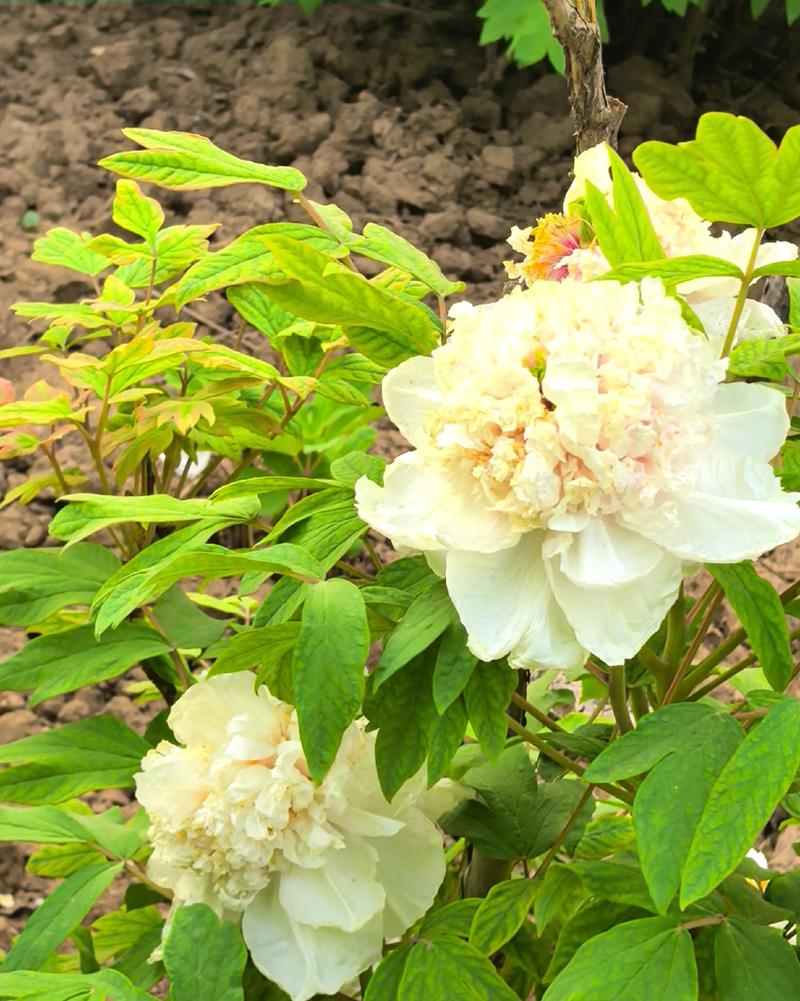 牡丹二乔图片品种有何独特之处？-图1